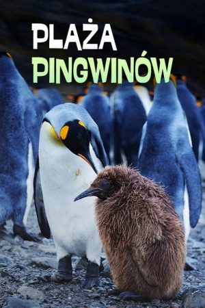 Penguin Baywatch (2026) poster