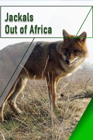 Jackals – Out of Africa (2007) poster