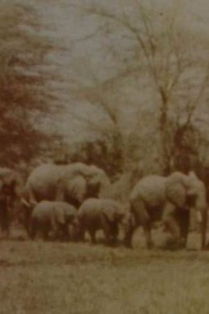 Elephants’ Test (2005) poster