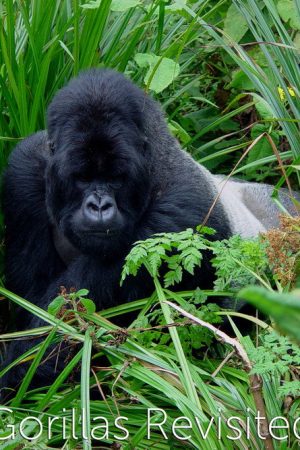 Gorillas Revisited with Sir David Attenborough (2006) poster