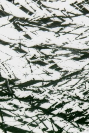 Tree Lines (2009) poster
