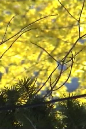 Late Spring (2006) poster
