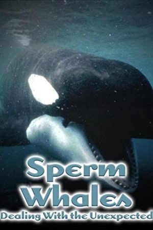 Sperm Whales: Dealing with the Unexpected (2005) poster